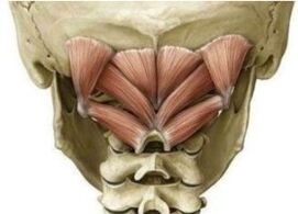 Muscles profonds du cou tenant l'Atlant dans la mauvaise position